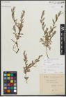 Foto von Salix repens subsp. repens L.
